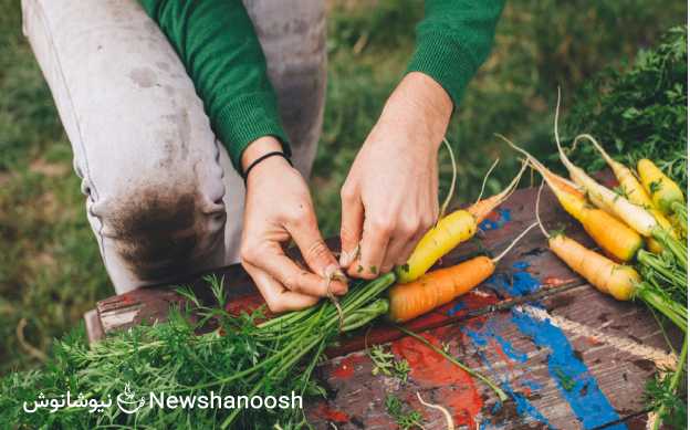 دمنوش های گیاهی - دمنوش نیوشا - خواص گیاهان